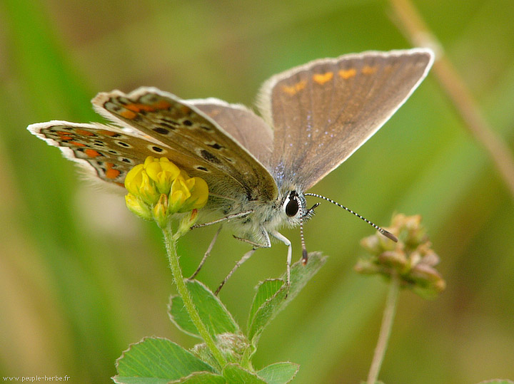 Photo macro papillon L'Argus bleu femelle (Polyommatus icarus)