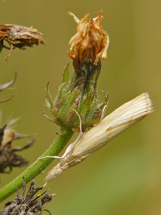 Photo macro papillon Crambide (Crambidae)