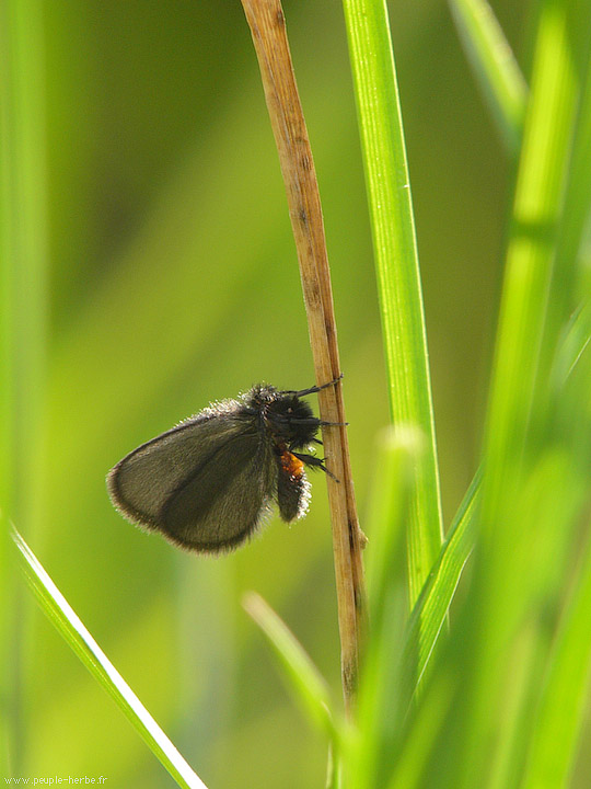 Photo macro Papillon (Lepidoptera)