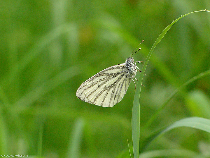 Photo macro papillon La Piéride du navet (Pieris napi)