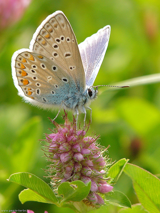 Photo macro papillon L'Argus bleu (Polyommatus icarus)