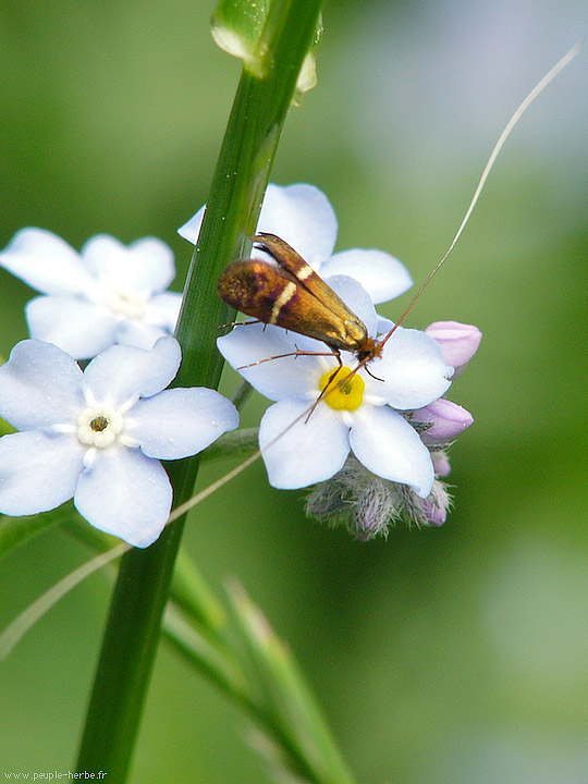 Photo macro Coquille d'or (Adela degeerella)