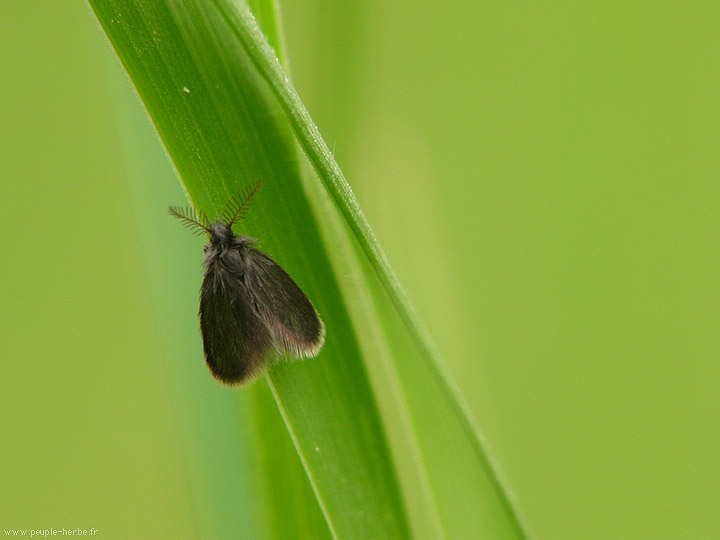 Photo macro papillon Psyché lustrée (Psyche casta)