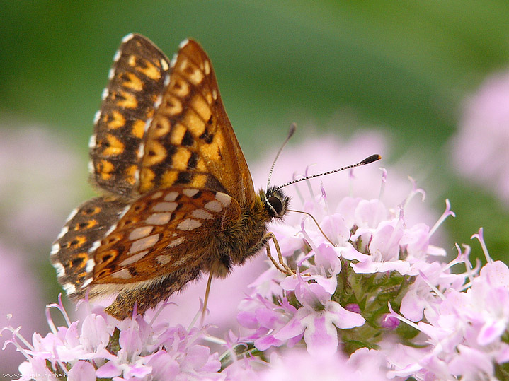 Photo macro papillon La Lucine (Hamearis lucina)