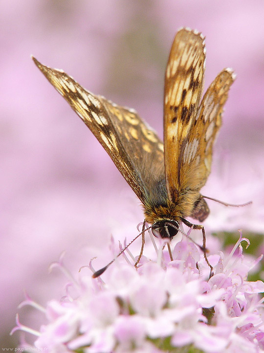 Photo macro papillon La Lucine (Hamearis lucina)