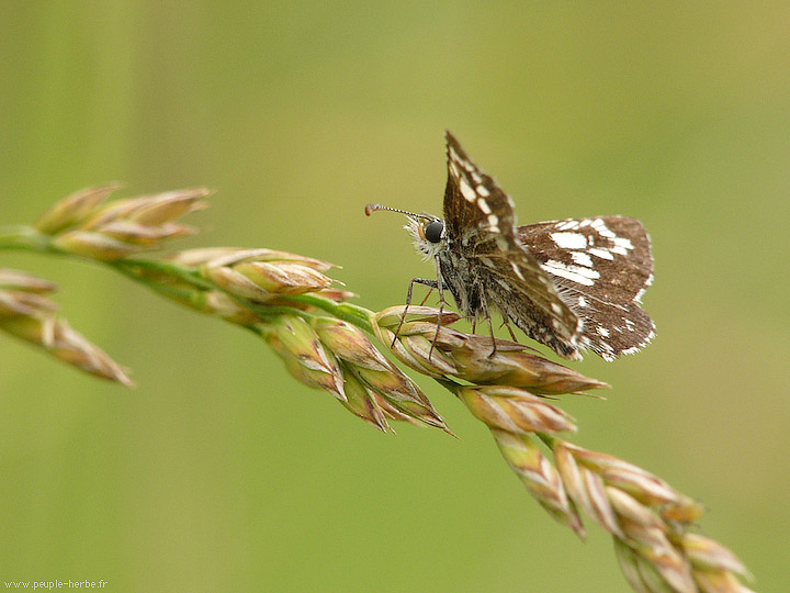 Photo macro Papillon (Lepidoptera)