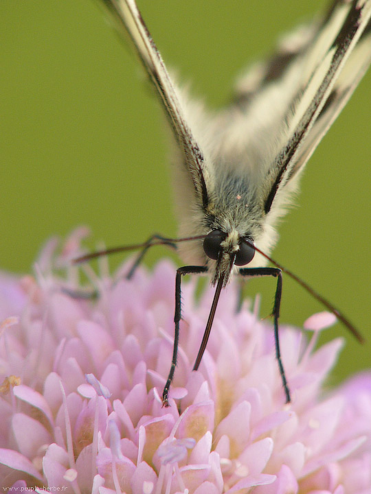 Photo macro papillon Le Demi-deuil (Melanargia galathea)