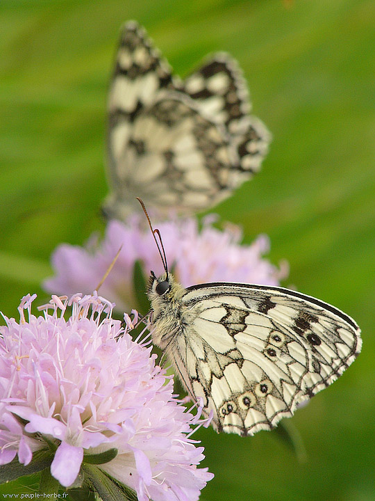 Photo macro papillon Le Demi-deuil (Melanargia galathea)