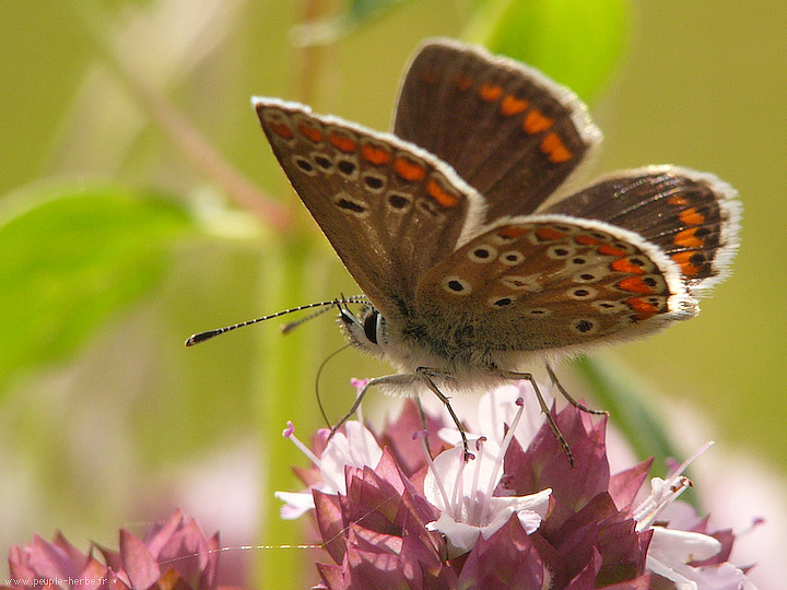 Photo macro papillon L'Argus bleu femelle (Polyommatus icarus)