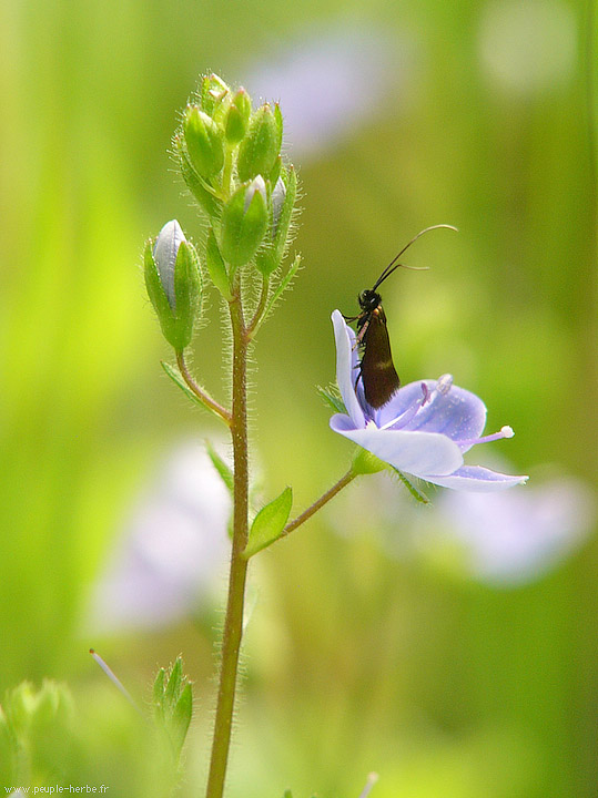 Photo macro Papillon (Lepidoptera)