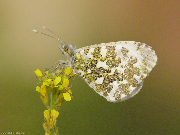 Photo macro papillon L'Aurore (Anthocharis cardamines)