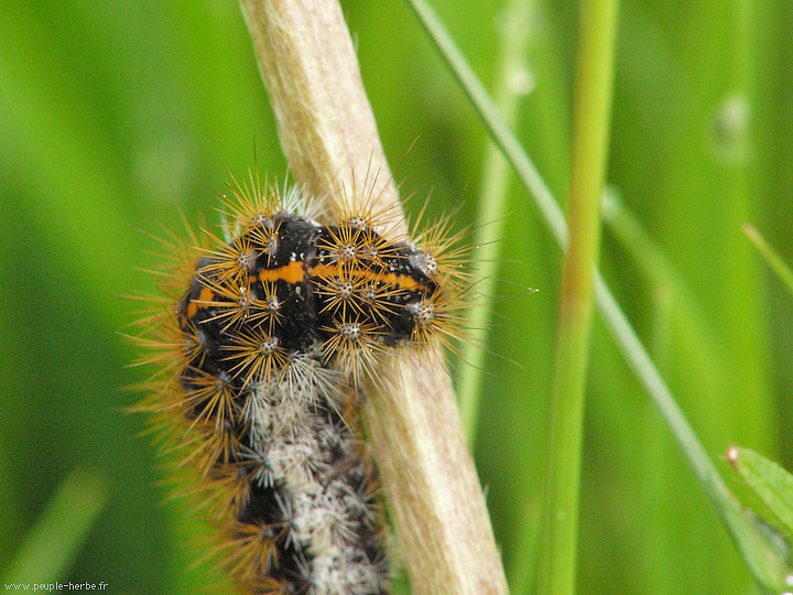 Photo macro Chenille de papillon (Lepidoptera)