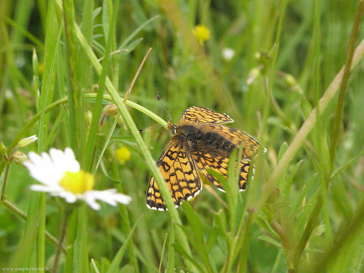 Photo macro papillon La Mélitée du plantain (Melitaea cinxia)