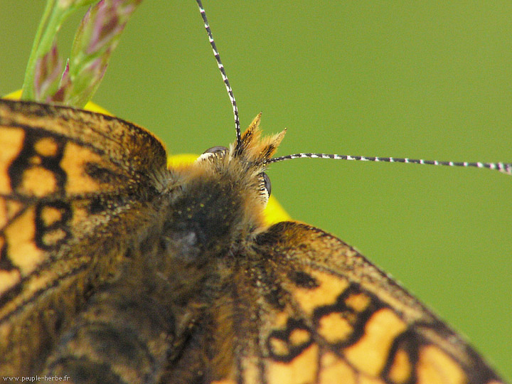 Photo macro papillon La Mélitée du plantain (Melitaea cinxia)