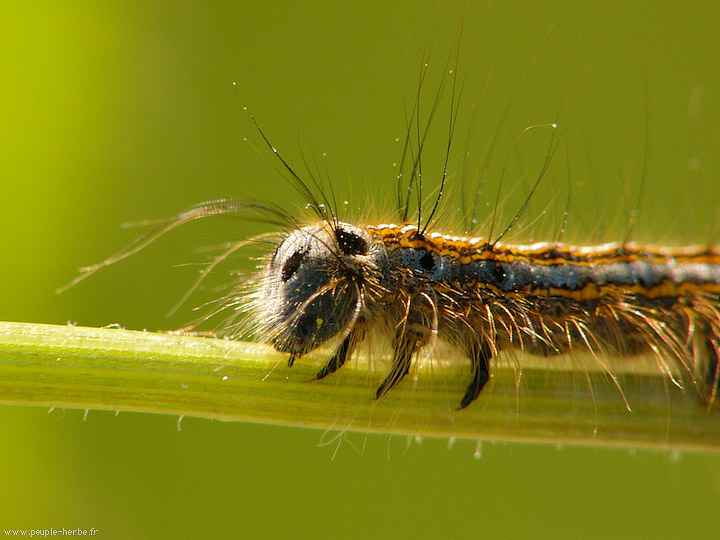 Photo macro Chenille de papillon (Lepidoptera)