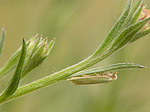 Crambide - Crambidae - Macrophotographie