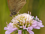 Le Myrtil - Maniola jurtina - Macrophotographie