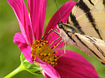 Le Flambé - Iphiclides podalirius - Macrophotographie