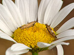 Papillons - Lepidoptera - Macrophotographie