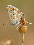 L'Argus bleu - Polyommatus icarus - Macrophotographie