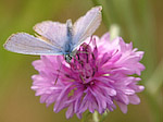 L'Argus bleu mâle - Polyommatus icarus - Macrophotographie