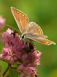 L'Argus bleu femelle - Polyommatus icarus - Macrophotographie