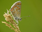 L'Argus bleu - Polyommatus icarus - Macrophotographie