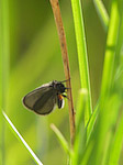 Papillon - Lepidoptera - Macrophotographie