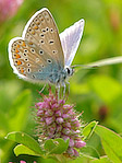 L'Argus bleu - Polyommatus icarus - Macrophotographie