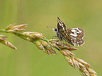 Papillon - Lepidoptera - Macrophotographie