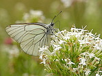 Le Gazé - Aporia crataegi - Macrophotographie