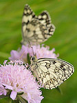 Le Demi-deuil - Melanargia galathea - Macrophotographie