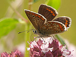 L'Argus bleu femelle - Polyommatus icarus - Macrophotographie