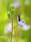 Papillon - Lepidoptera - Macrophotographie