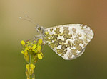 L'Aurore - Anthocharis cardamines - Macrophotographie