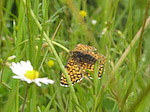 La Mélitée du plantain - Melitaea cinxia - Macrophotographie