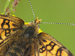 La Mélitée du plantain - Melitaea cinxia - Macrophotographie