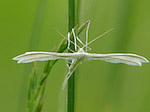 Le Ptérophore blanc - Pterophorus pentadactylus - Macrophotographie