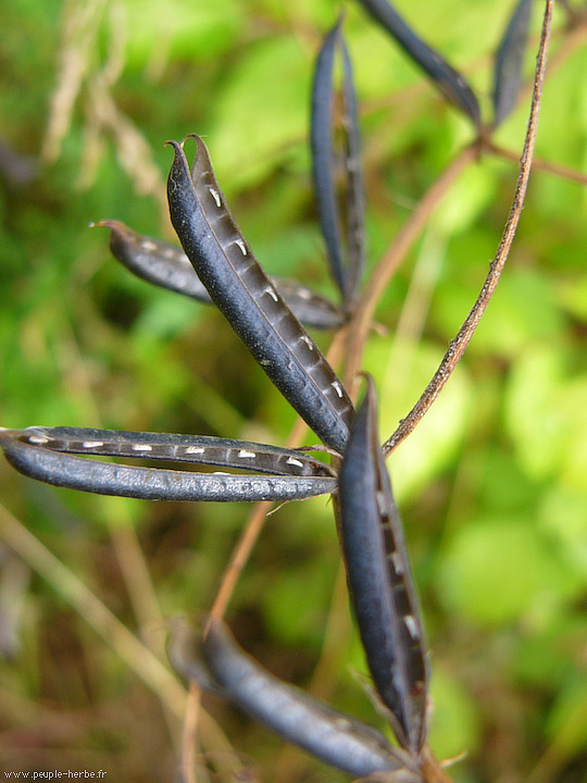 Photo macro Fabacée (Fabaceae)