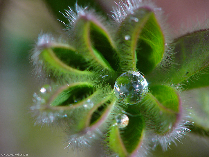 Photo macro Lupin (Lupinus polyphyllus)