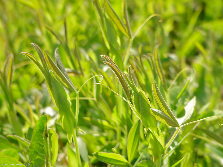 Photo macro Gesse des prés (Lathyrus pratensis)