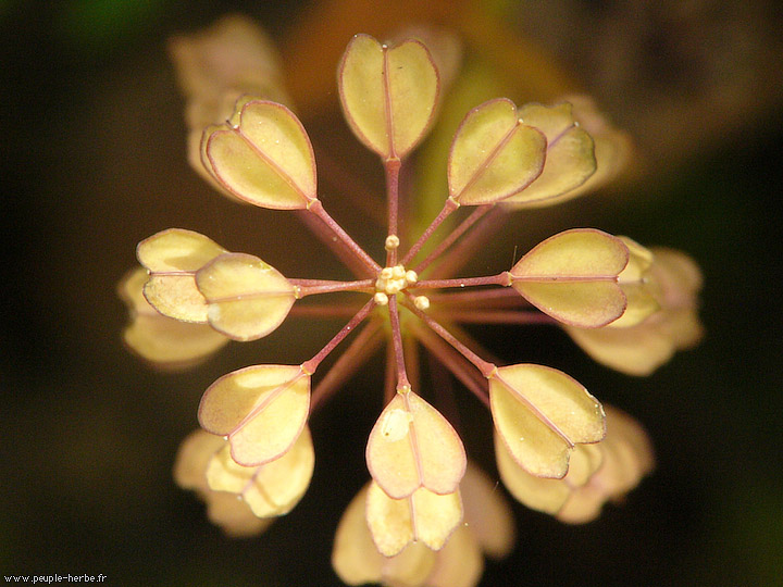 Photo macro Bourse à pasteur (Capsella bursa-pastoris)