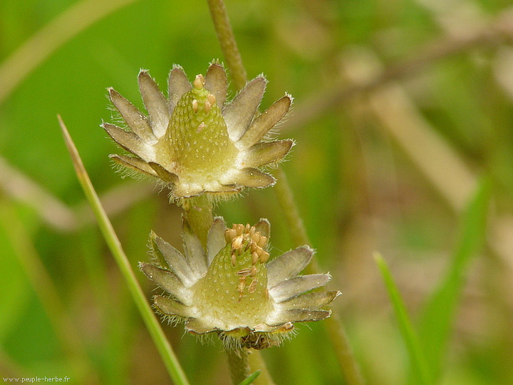 Photo macro Potentille rampante (Potentilla reptans)