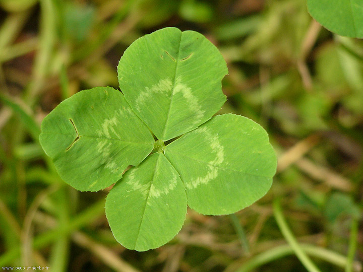 Photo macro Trèfle des prés (Trifolium pratense)