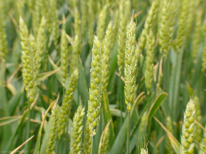 Photo Blé tendre (Triticum æstivum)