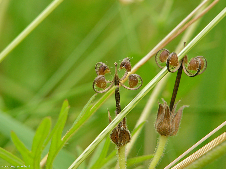 Photo macro Géranium découpé (Geranium dissectum)