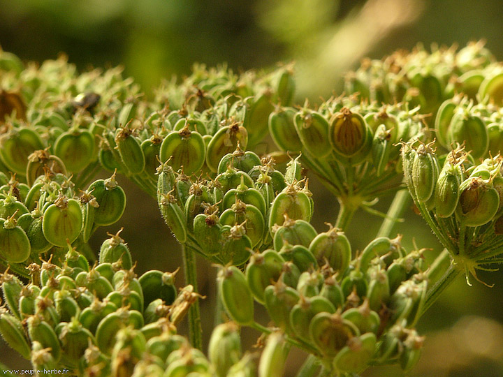 Photo macro Berce commune (Heracleum sphondylium)