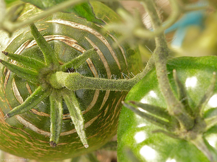 Photo Tomate (Solanum lycopersicum esculentum)