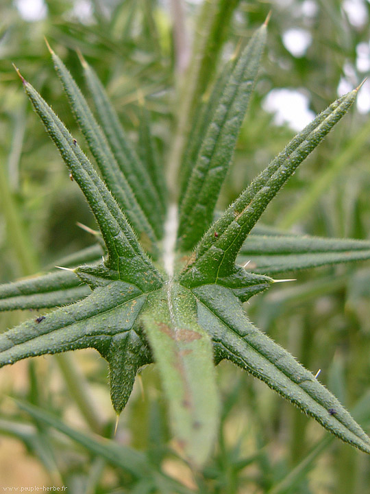 Photo macro feuille Chardon lancéolé (Cirsium vulgare)