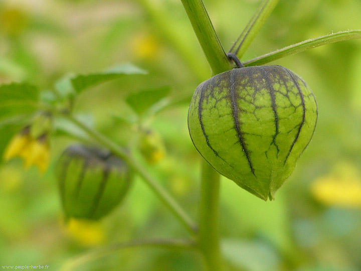 Photo macro Tomatillo (Physalis ixocarpa)